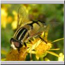 Helophilus trivittatus - Grosse Sumpfschwebfliege 04.jpg